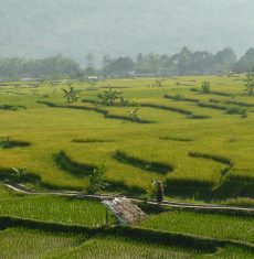 A serene rural scene featuring lush green rice paddies in a sprawling landscape, perfect for agricultural themes.